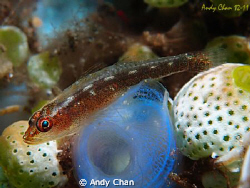 Goby on Tunicates - Tulamben Bali
Olympus XZ-1 + ucl 04 ... by Andy Chan 